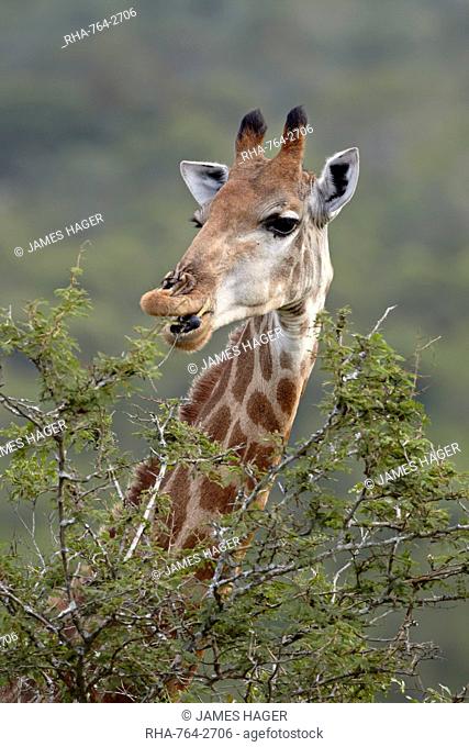 Cape giraffe Giraffa camelopardalis giraffa eating, Hluhluwe Game Reserve, South Africa, Africa
