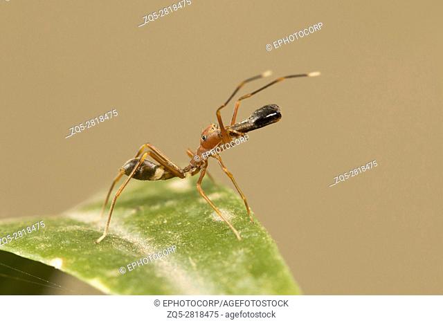 Ant mimicking spider, Myrmarachne plataleoides, Bangalore, Karnataka. Mimics the Kerengga or weaver ant . India, Sri Lanka