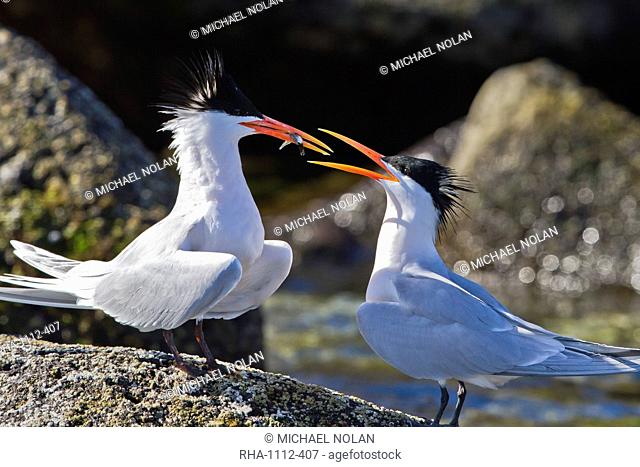 Elegant terns Thalasseus elegans, Isla Rasa, Gulf of California Sea of Cortez, Baja California, Mexico, North America