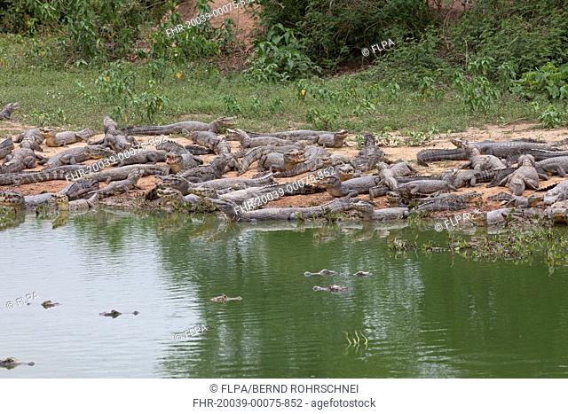 Paraguayan Caiman Caiman yacare adults and immatures, group in water and resting on shore, Pantanal, Mato Grosso, Brazil