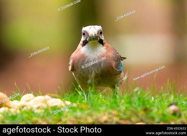 A Jay bird (Garrulus glandarius) in the grass