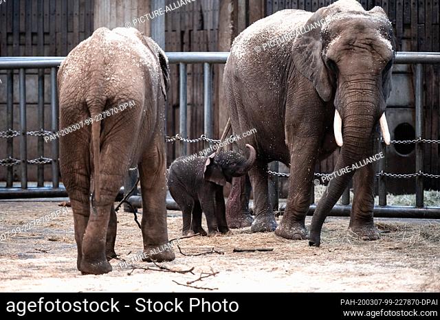 07 March 2020, North Rhine-Westphalia, Wuppertal: Elephant boy ""Tsavo"" stands with mother ""Sweni"" in the enclosure in the zoo