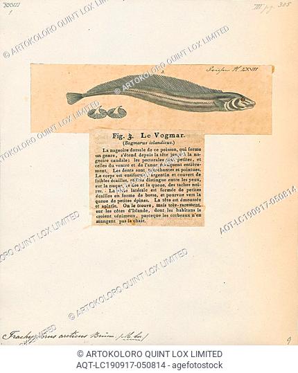 Trachypterus arcticus, Print, Scalloped ribbonfish, The scalloped ribbonfish (Zu cristatus), is a ribbonfish of the family Trachipteridae found circumglobally...