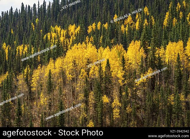 Evergreen and Fall in San Juan Mountains . . Silverton Colorado USA