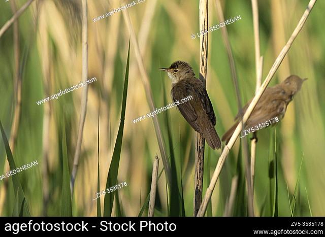 Reed Warblers-Acrocephalus scirpaceus. Spring