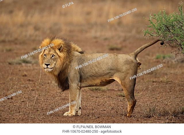 Transvaal Lion (Panthera leo krugeri) adult male, scent marking bush with urine, Kruger N.P., Great Limpopo Transfrontier Park, South Africa, November