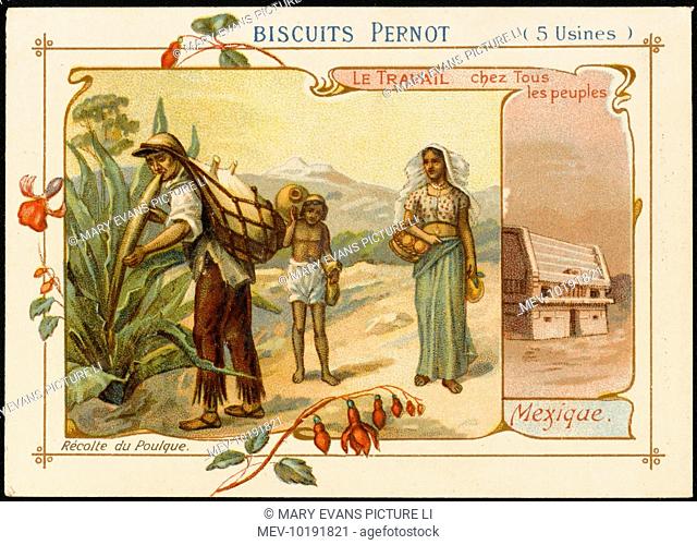 Mexico - Harvesting PULQUE from agave or maguey plants, producing a popular fermented beverage
