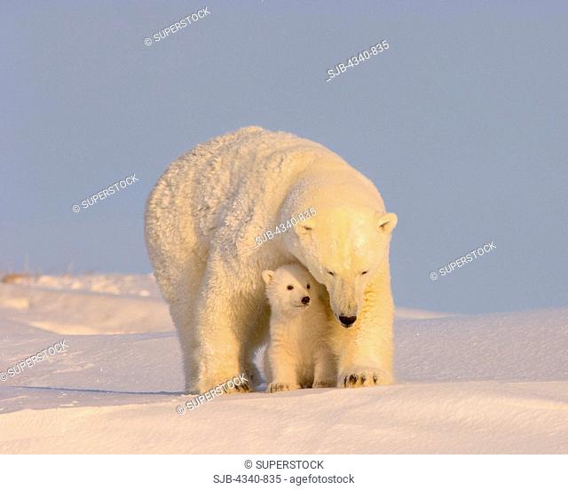 Spring Polar Bear Cub Nestles Close to Its Mother