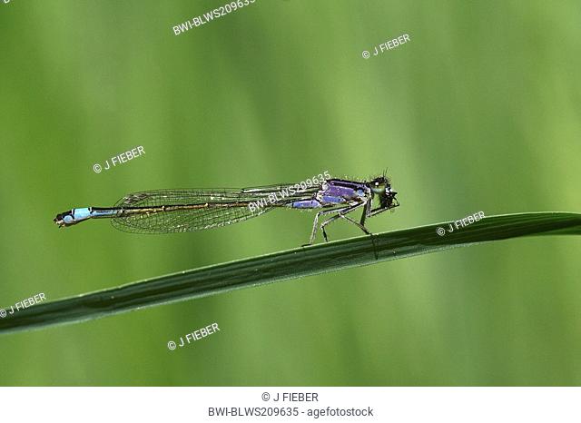 common ischnura, blue-tailed damselfly Ischnura elegans, on blade of grass, Germany, Rhineland-Palatinate