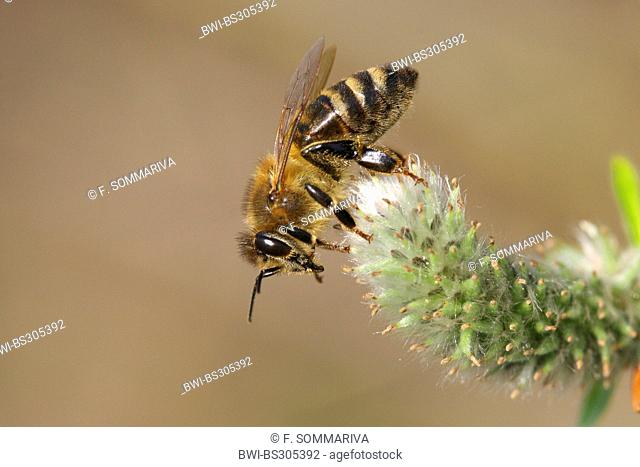 honey bee, hive bee (Apis mellifera mellifera), on a willow catkin, Germany