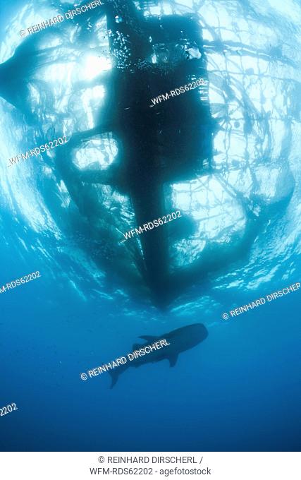 Whale Shark underneath Fishing Platform called Bagan, Rhincodon typus, Cenderawasih Bay, West Papua, Indonesia