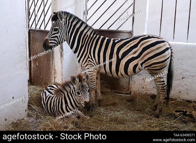 RUSSIA, KHERSON REGION - OCTOBER 18, 2023: Chapman's zebra and a foal are seen at the Askania-Nova nature reserve in the village of Askaniya-Nova