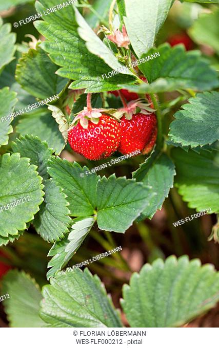 Germany, Bavaria, Ripe strawberries on strawberry field