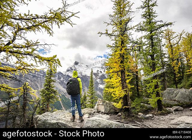 Hikers at the top of The Beehive, autumn larches, view of snow-capped mountains, Plain of Six Glaciers, near Lake Louise, Banff National Park, Alberta, Canada