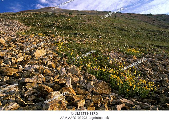 Subalpine Fell Field with variety of Wildflowers, San Juan NF, CO