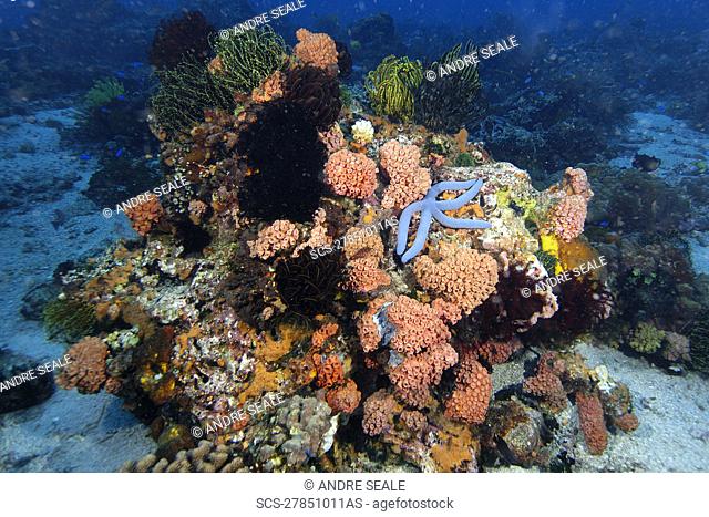 Blue sea star, Linckia laevigata, shares the reef with sponges, feather stars, and coral, Apo Island marine reserve, Philippines Visayan sea