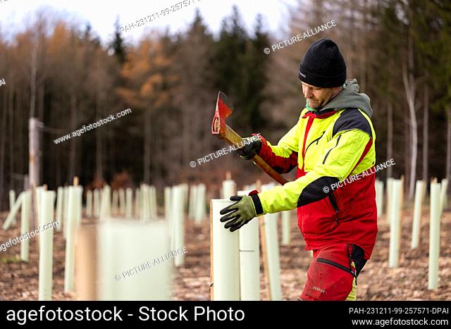 11 December 2023, Thuringia, Erfurt: Andreas Hoffmann, master forester, adjusts the growth covers of newly planted deciduous trees on a damaged area at the...