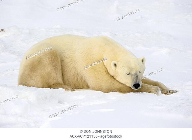 Polar Bear (Ursus maritimus) Sleeping along Hudson Bay coastline, waitoing for sea ice to form