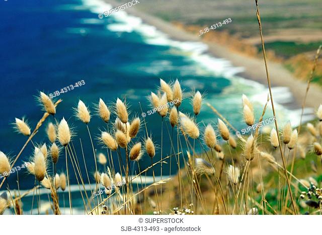 Seedheads of wild grass over Point Reyes National Seashore, California