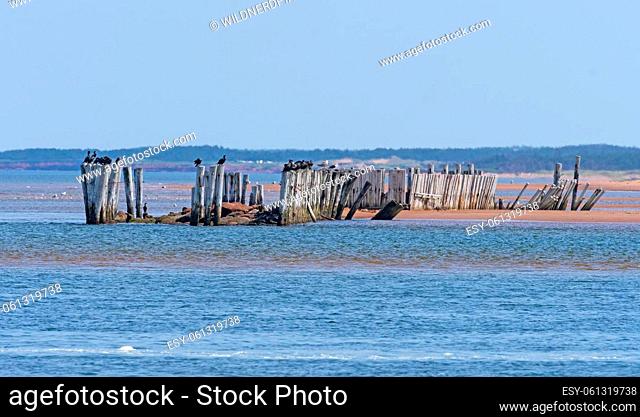 Sea Birds Resting on Abandoned Pilings on New London Bay on Prince Edward Island
