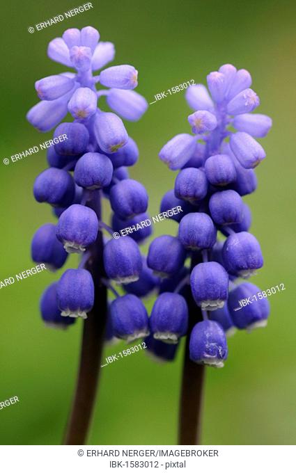 Common grape hyacinth (Muscari botryoides)