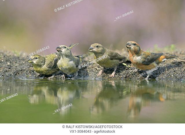 A whole family of Common Crossbill (Loxia curvirostra) / Fichtenkreuzschnaebel drinking at a pond in midst of blooming heather