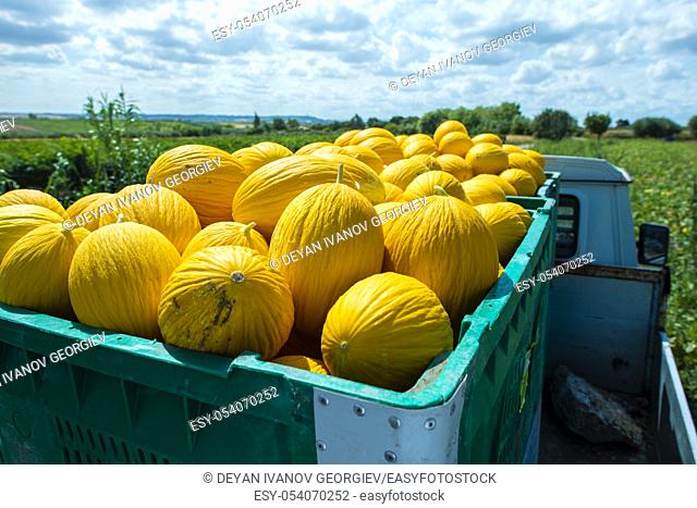 Canary yellow melons in crate loaded on truck from the farm. Transport melons from the plantation. Sunny day