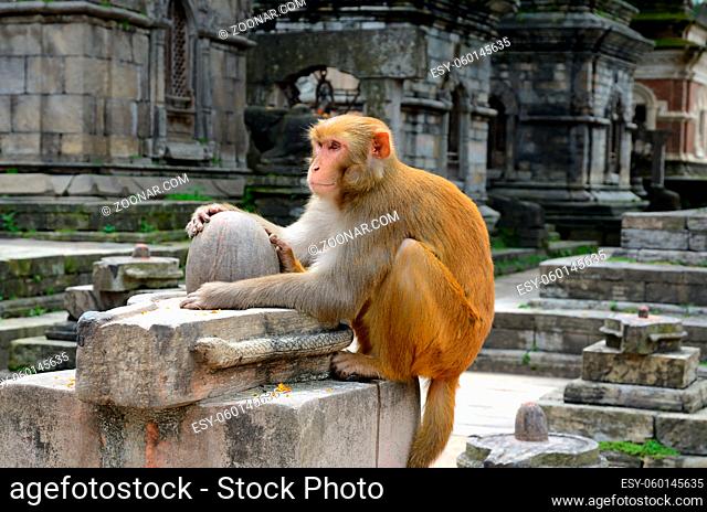 Wild monkey sitting on the top of stone Shiva lingam in old Hindu temple ruins