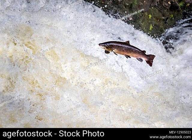 Salmon - Leaping - Falls of Shin - Scotland - UK