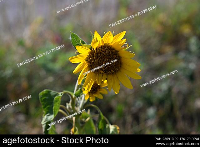 12 September 2023, Brandenburg, Wolfslake: A sunflower stands at the edge of a field. Photo: Soeren Stache/dpa. - Wolfslake/Brandenburg/Germany