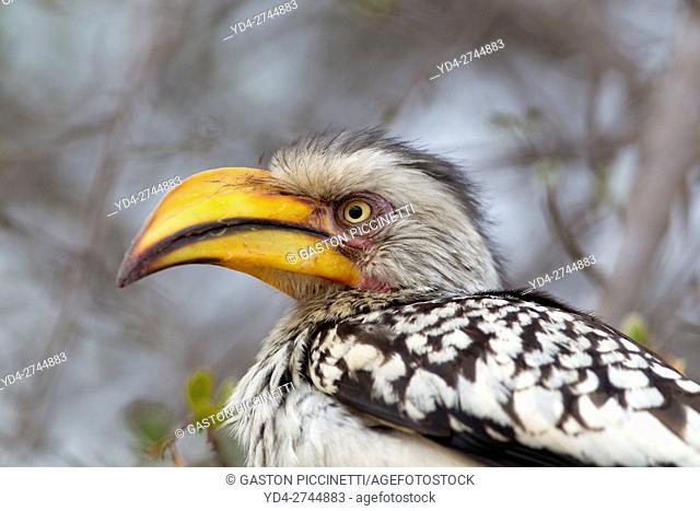Yellowbilled hornbill (Tockus flavirostris), Kruger National Park, South Africa