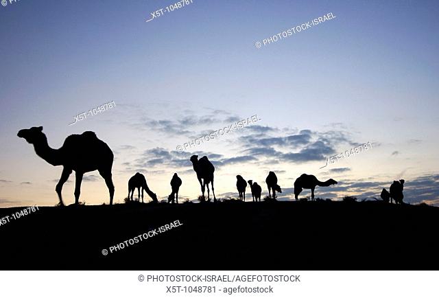 Israel, Negev desert, A silhouette of a herd of camels at dusk