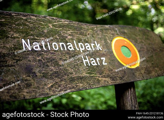The logo of the nationalpark Harz on a wooden bench in Bad Harzburg (Germany), 16 August 2020. - Bad Harzburg/Niedersachsen/Deutschland