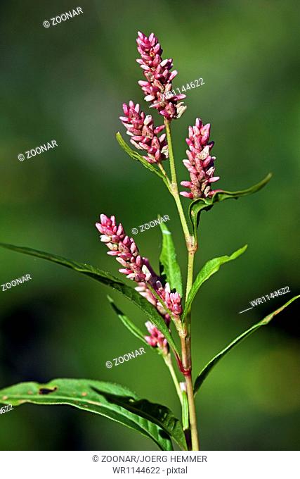 Persicaria lapathifolia, Polygonum lapathifolia, P