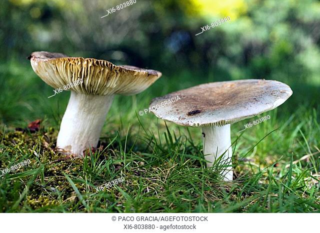 Mushrooms ( Russula ianoclora ). Spain