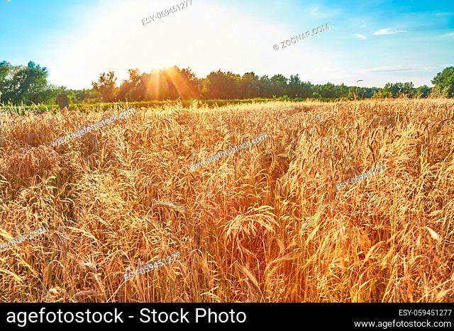 Wheat plants on an agricultural field in sunset flare
