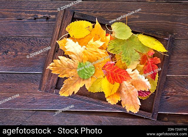 autumn leaves on the wooden background, yellow leaves