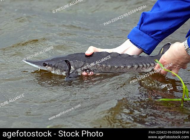 22 April 2022, Brandenburg, Angermünde/Ot Criewen: A Nabu employee places a young sturgeon in the water of the Oder River near the Stützkow lookout tower in the...