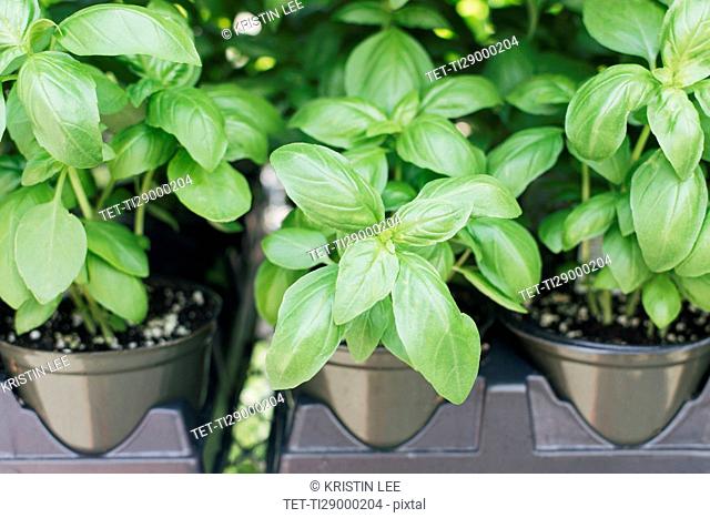 Close up of herbs growing in pots