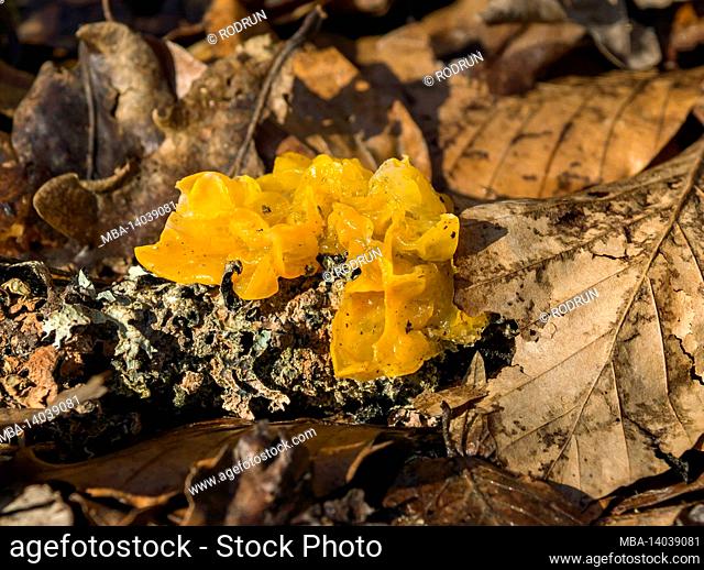 the golden yellow trembling is a type of mushroom from the family of the trembling relatives