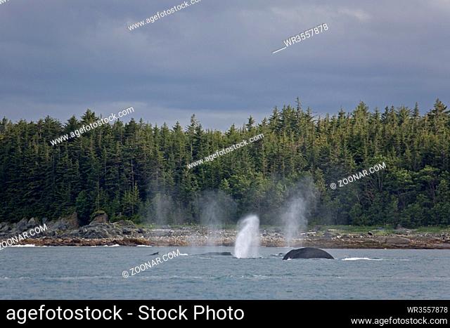 Buckelwale - (Familie: Bartenwale) / Humpback Whale / Megaptera novaeangliae