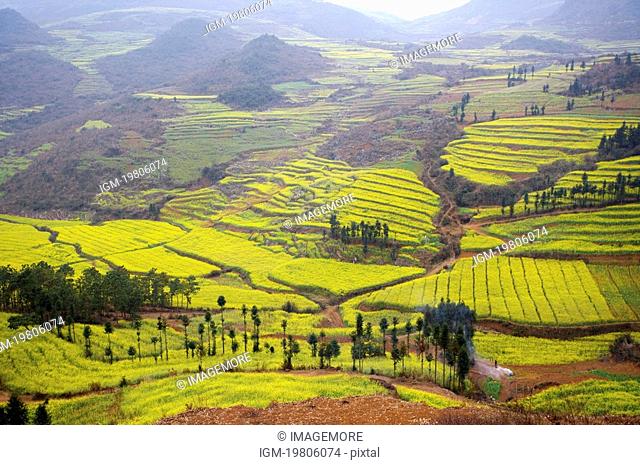China, Yunnan Province, Luoping County, fields on mountain