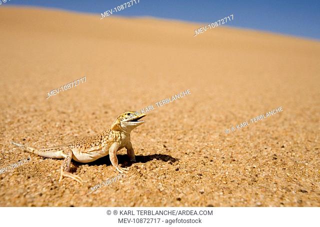Shovel Snouted Lizard - Shown in its natural habitat of the dunes (Meroles anchietae). Namib Desert - Namibia - Africa