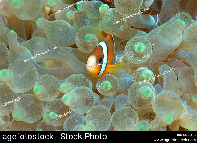 Two-banded anemonefish (Amphiprion bicinctus) hiding in bubble anemone (Entacmaea quadricolor), Indo-Pacific, Indonesia, Asia