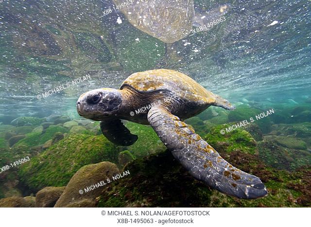 Adult green sea turtle Chelonia mydas agassizii underwater off the west side of Isabela Island in the Galapagos Island Archipelago