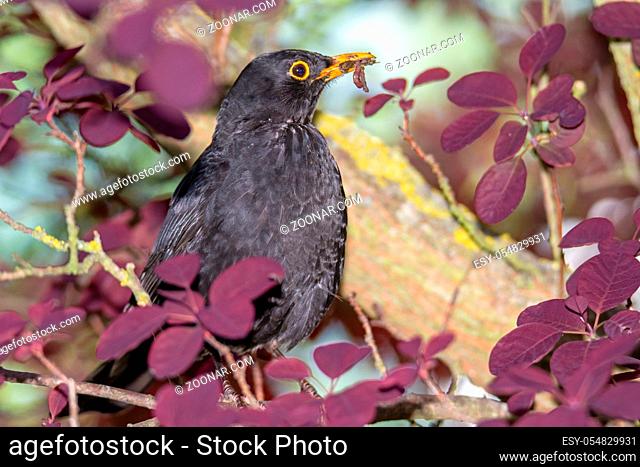Blackbird with a worm in the beak sitting on the branch of a tree
