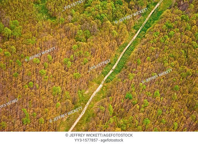 Defoliated trees on the Huron-Manistee National Forest in Michigan caused by a tent catapillar infestation  Tent catapillars are native to Michigan and cause no...