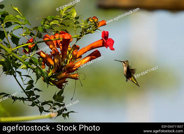 Ruby-throated hummingbird (Archilochus colubris) in the flight .Nectar from flowers and flowering trees, as well as small insects and spiders, are its main food