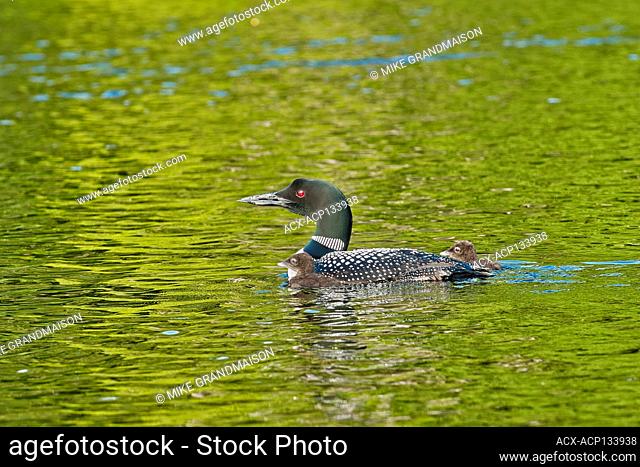 Common loon (Gavia immer) with chick on Cassels Lake, Temagami, Ontario, Canada