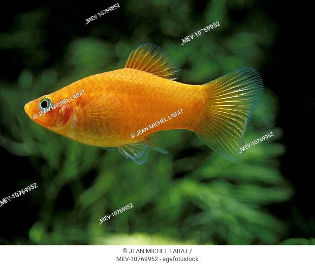 Aquarium Fish - Variegated / Variable Platy (Xiphophorus variatus)
